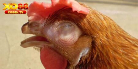 Hướng Dẫn Chữa Bệnh Hen Ở Gà Từ Sư Kê Chuyên Nghiệp 10 Hướng Dẫn Chữa Bệnh Hen Ở Gà Từ Sư Kê Chuyên Nghiệp