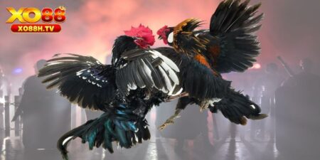 Xo88 Hướng Dẫn Cách Ép Cân Đá Gà Đảm Bảo Sức Khỏe 9 Xo88 Hướng Dẫn Cách Ép Cân Đá Gà Đảm Bảo Sức Khỏe